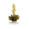 Flores de té blanco